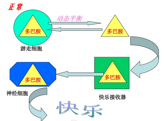 冰毒成瘾-多巴胺-1.png