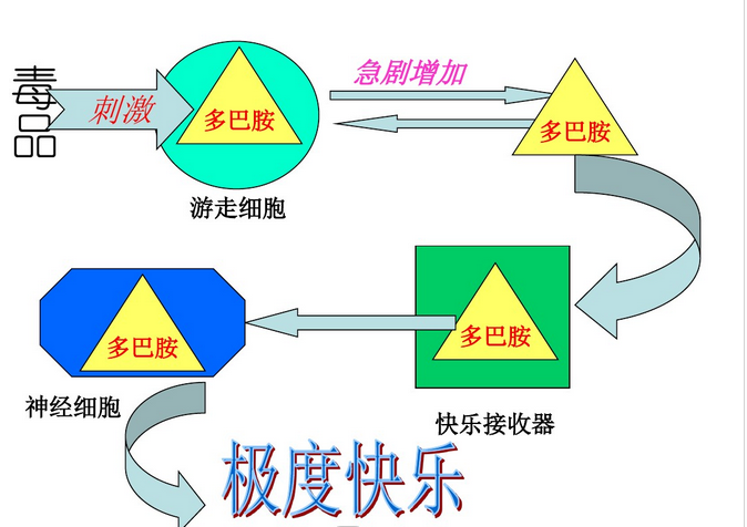 冰毒成瘾-多巴胺-2.png