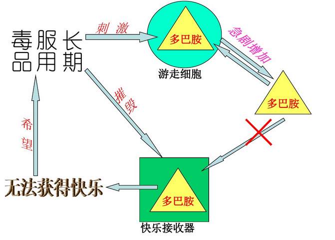 冰毒成瘾-多巴胺-3.png