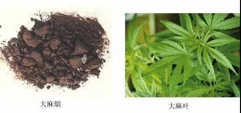 大麻.jpg