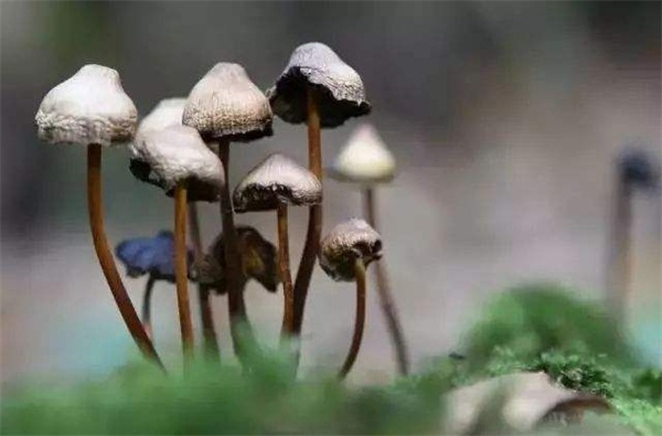 新型毒品“迷幻蘑菇”变“抑郁新药”？慎用！