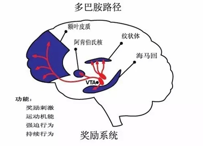 多巴胺路径