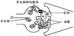 冰毒造成大脑神经障碍